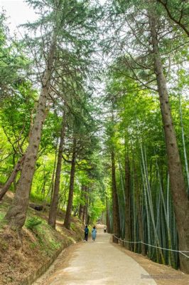 Ahopsan Forest Park: Gizli Bir Vaha ve Muhteşem Doğa Manzaraları!