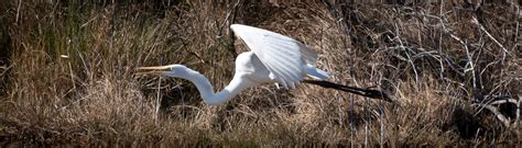 Aransas National Wildlife Refuge: Denizde Dans Eden Kuğuların Cennetine Uçun!