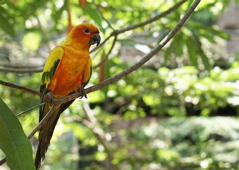 Vogel Vogel Parkı: Muhteşem Manzaraları ve Egzotik Kuşları Keşfedin!