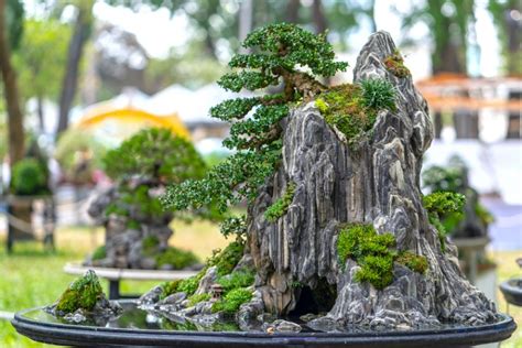  Xinhui Bonsai Gardenı: Çin'in Minyatür Dünyasına Bir Yolculuk!